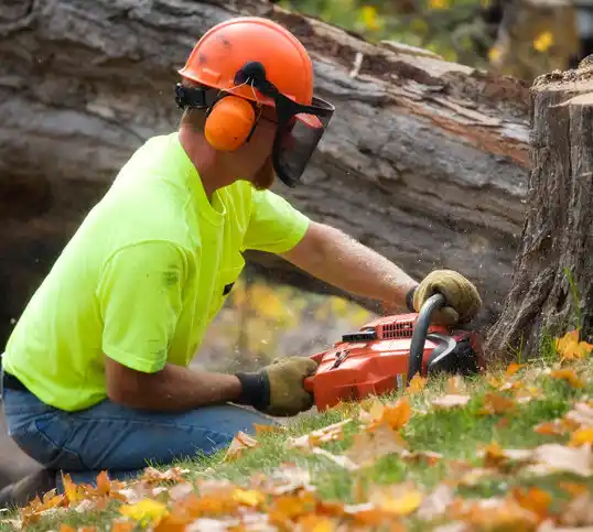 tree services Converse